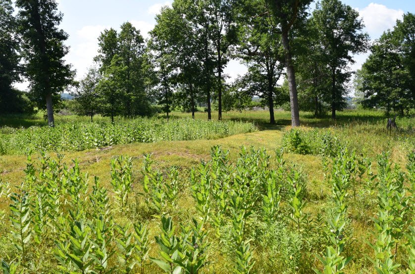 Lizard Mound State Park, Wisconsin, USA